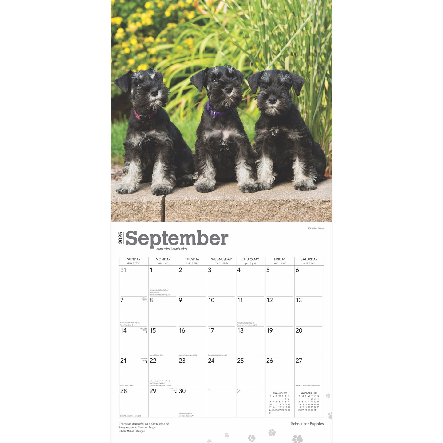 Schnauzer Puppies | 2025 12 x 24 Inch Monthly Square Wall Calendar | Plastic-Free | BrownTrout | Animals Dog Breeds Puppy