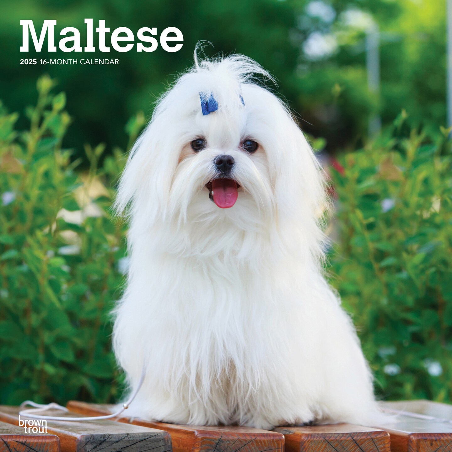 Maltese | 2025 12 x 24 Inch Monthly Square Wall Calendar | Plastic-Free | BrownTrout | Animals Small Dog Breeds