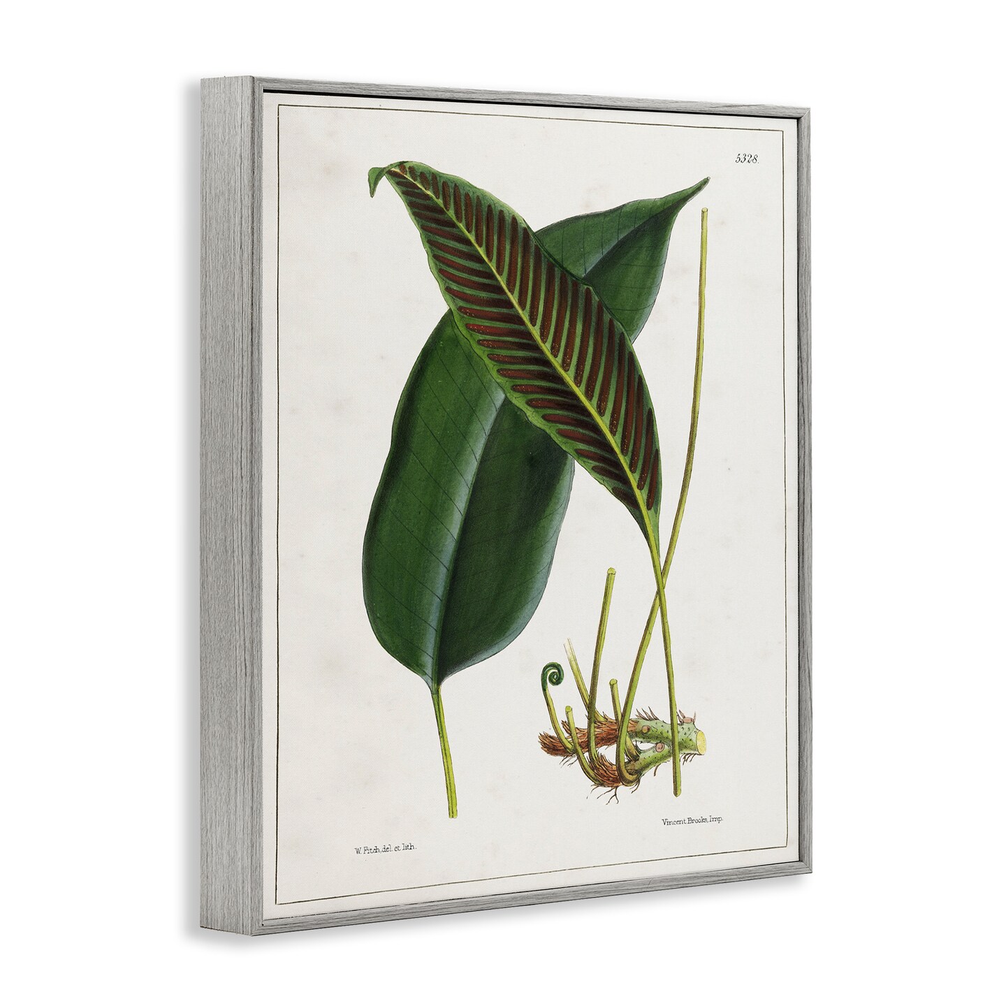 Stupell Industries Leaf and its Underside Study Framed Giclee Wall Art Design by Tina Higgins Designs, Inc.
