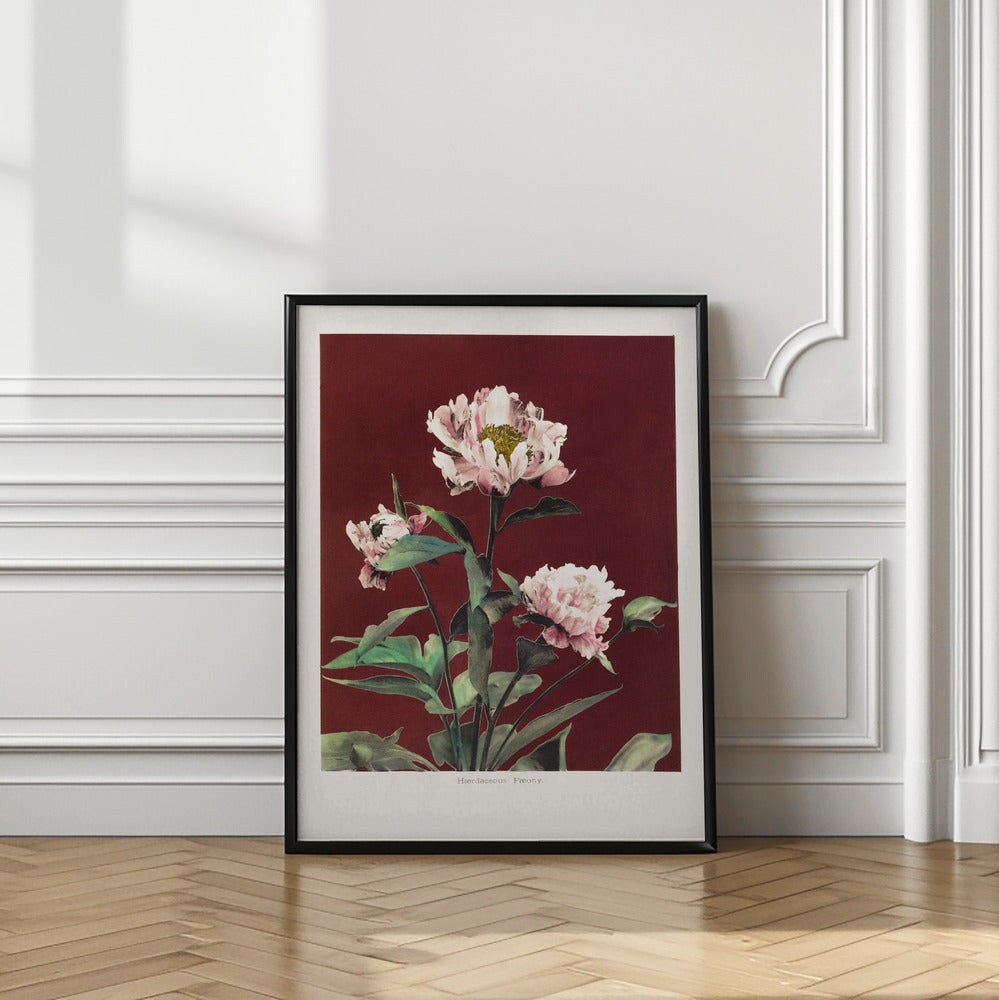 H&#xE6;rdaceous Peony no2 Framed Art Wall Decor