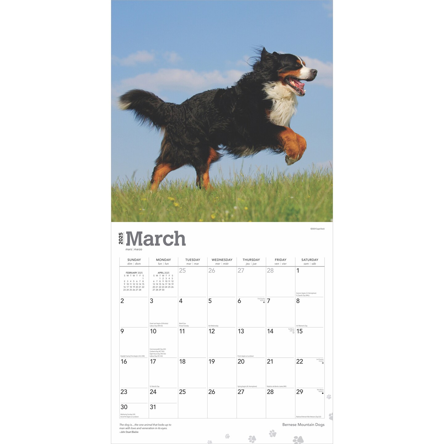 Bernese Mountain Dogs | 2025 12 x 24 Inch Monthly Square Wall Calendar | Plastic-Free | BrownTrout | Animals Breeds