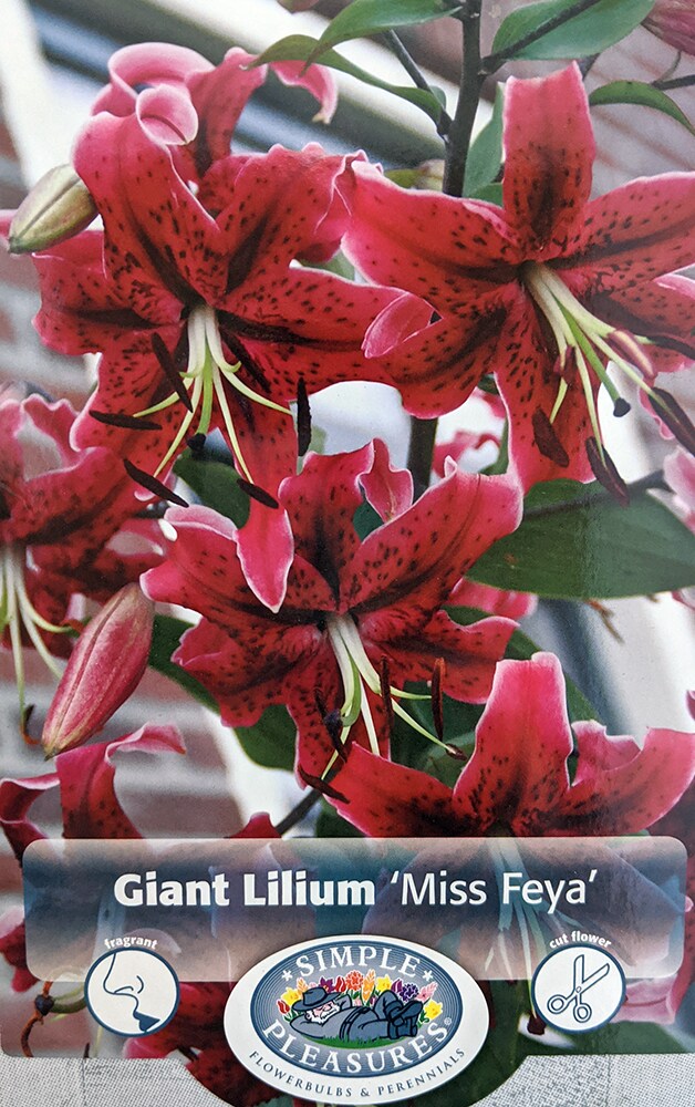 Miss Feya Giant Hybrid Lily 2 Bulbs - 16/18 cm - Rosy Red with Black Speckles