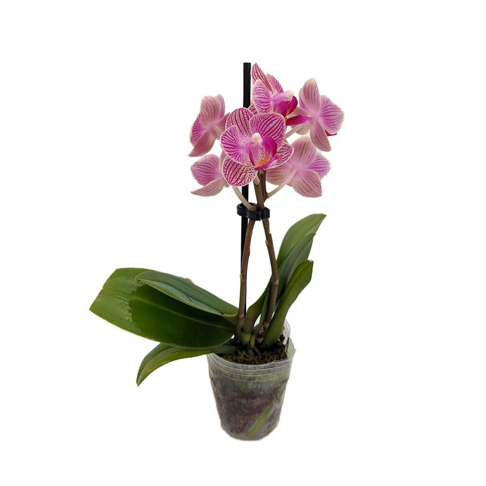 Surprise Moth Orchid Plant - Phalaenopsis - 2" Pot - Easy House Plant