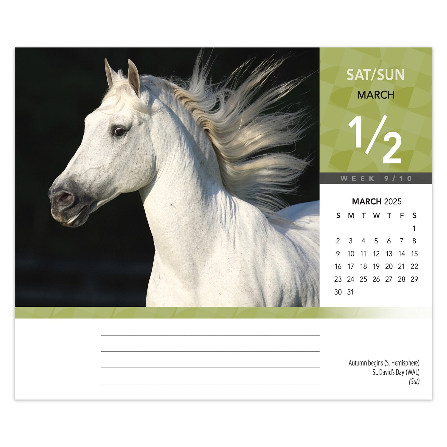 Horse Lovers | 2025 6 x 5 Inch Daily Desktop Box Calendar | New Page Every Day | BrownTrout | Animals Horses Equestrian