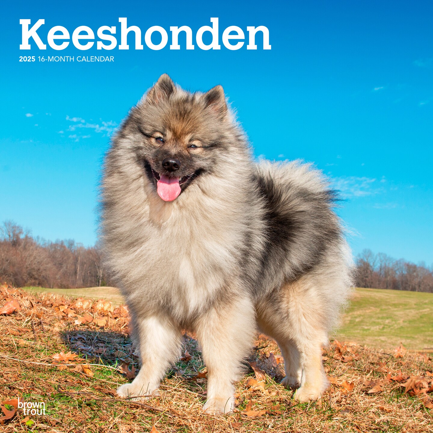 Keeshonden | 2025 12 x 24 Inch Monthly Square Wall Calendar | Plastic-Free | BrownTrout | Animals Dog Breeds