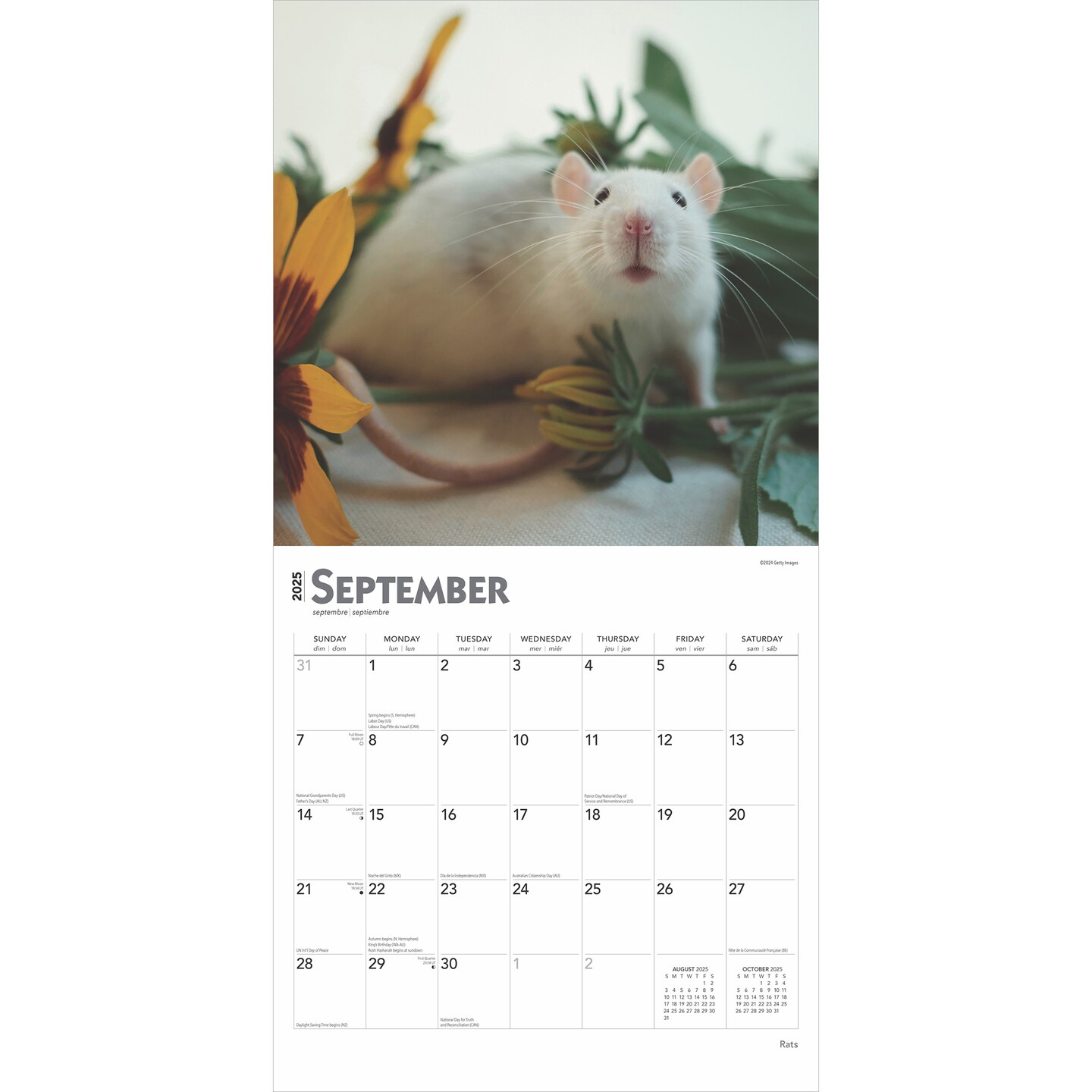 Rats | 2025 12 x 24 Inch Monthly Square Wall Calendar | Plastic-Free | BrownTrout | Domestic Animals Mouse