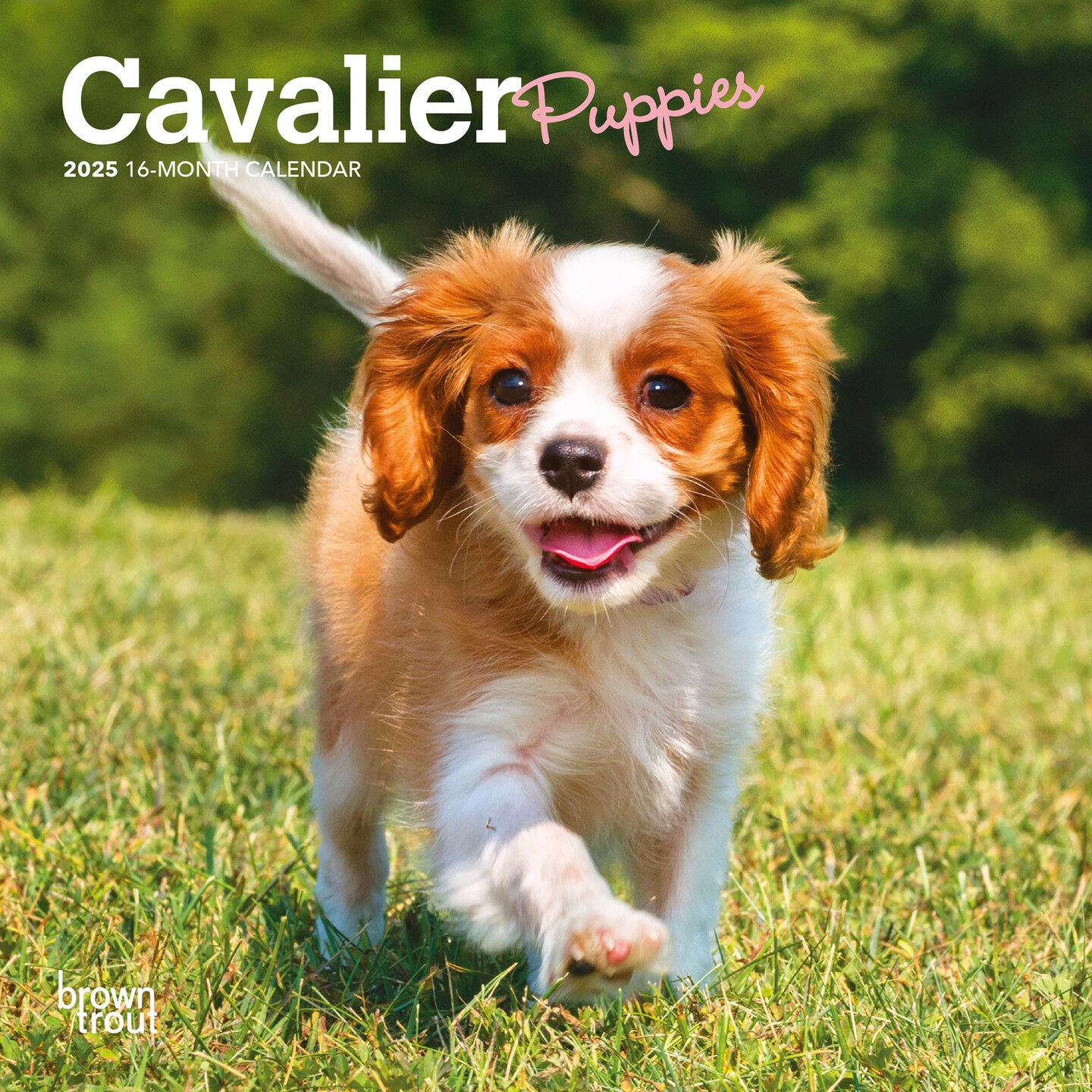 Rescue Coalition Cavalier King Charles Spaniel Rescues King