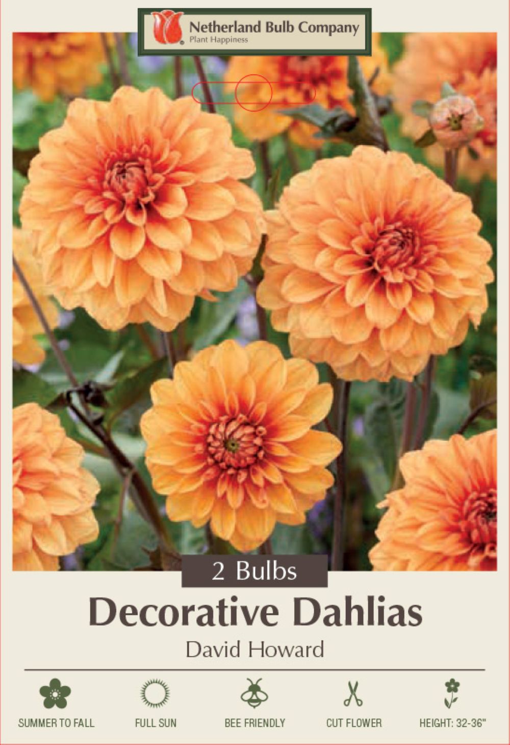 Hirt's Gardens David Howard Dahlia - Thumbnail 2