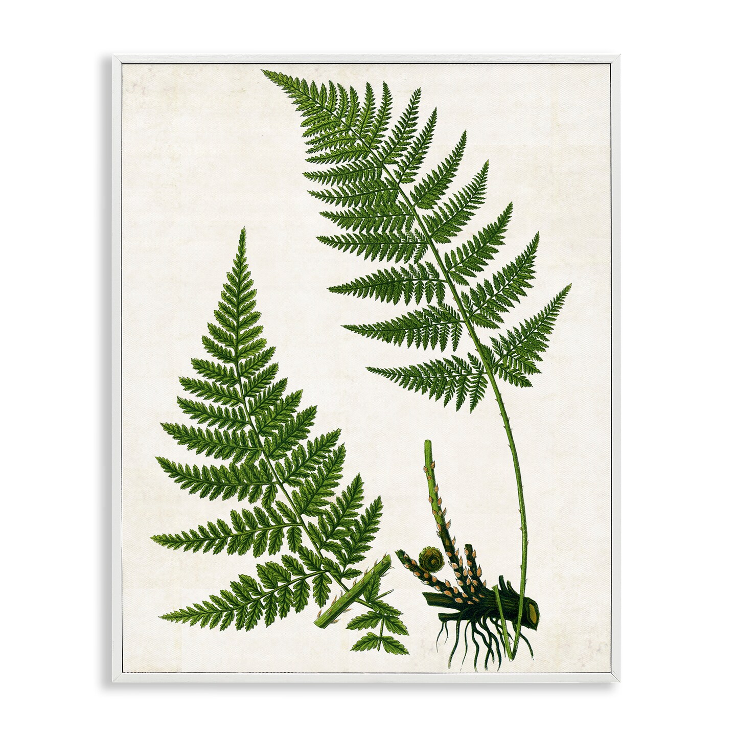 Stupell Industries Two Ferns Nature Study Framed Giclee Wall Art Design by Susan Arnot