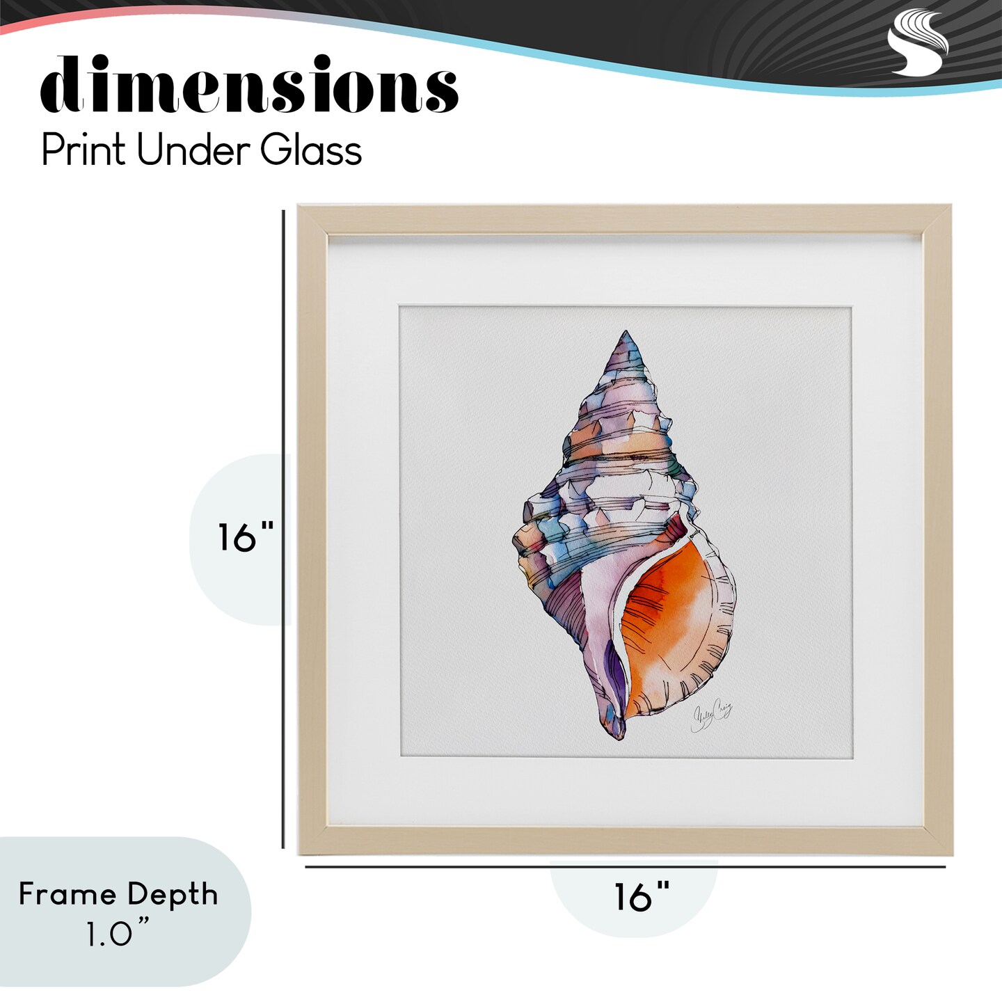 Stupell Industries Sunrise Conch Shell Framed Print Under Glass, design by Shelly Craig