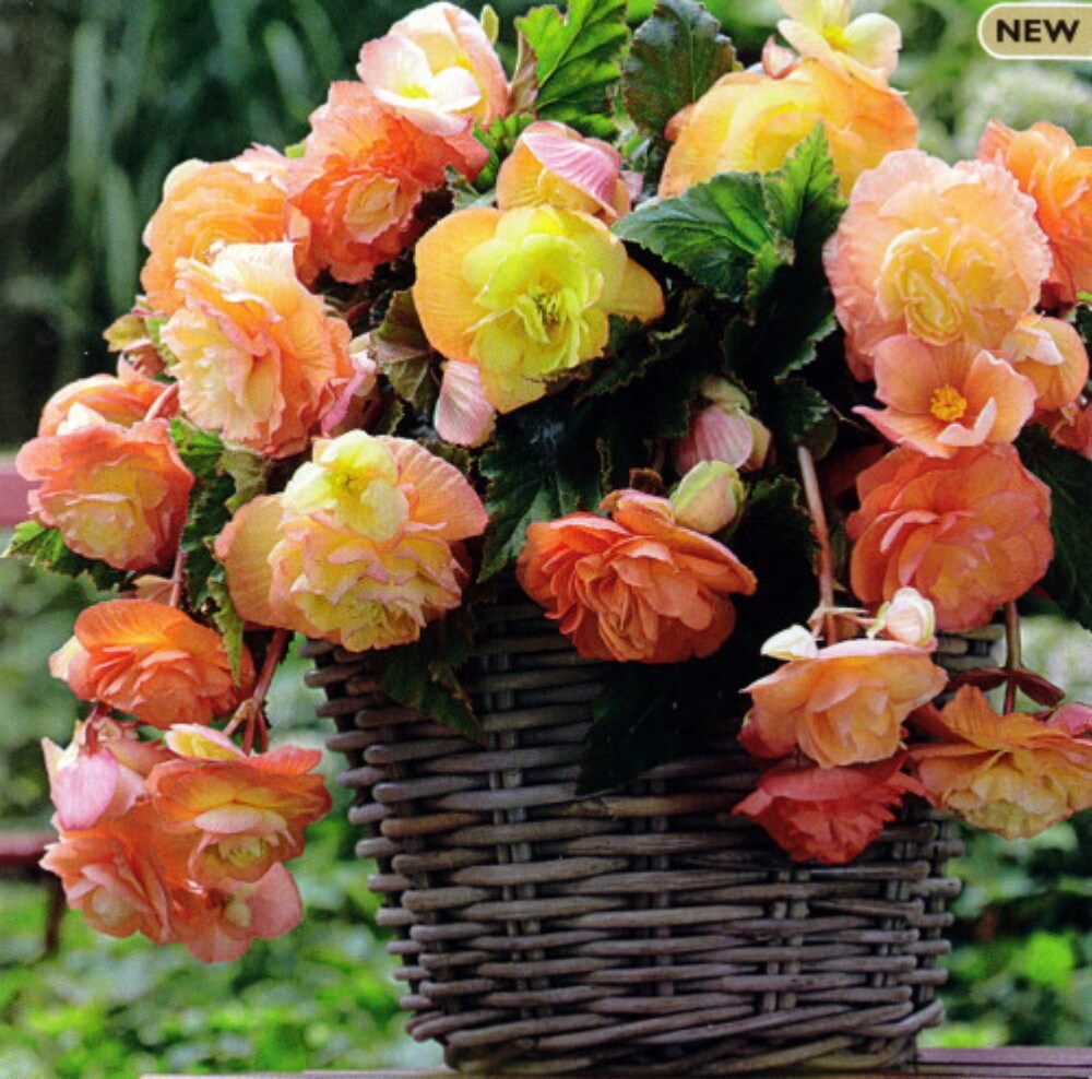 Splendide Ballerina Apricot Begonia - 2 Bulbs 5/6 cm