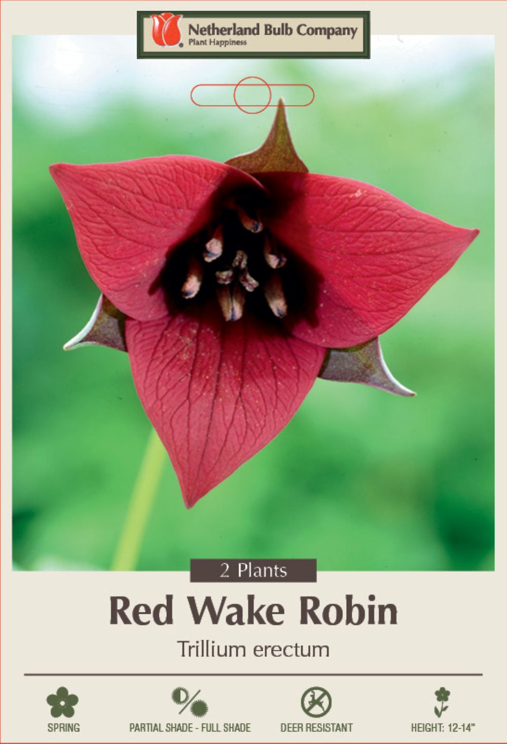 Red Trillium - Wake Robin - Trillium erectum - Wildflower - 2 Top Size Roots