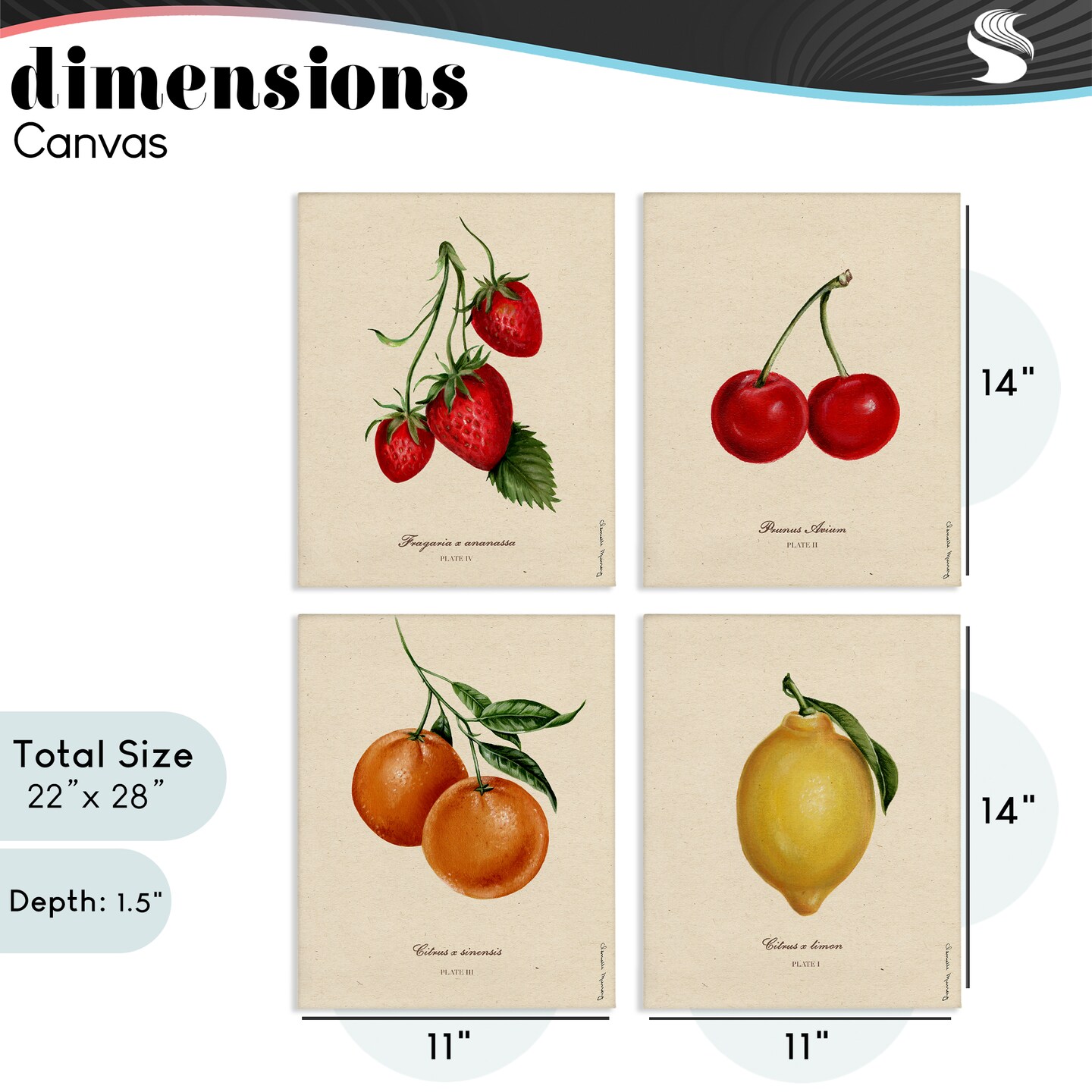 Stupell Industries Vintage Fruit Portraits 4pc Canvas Set, design by Danielle Murray