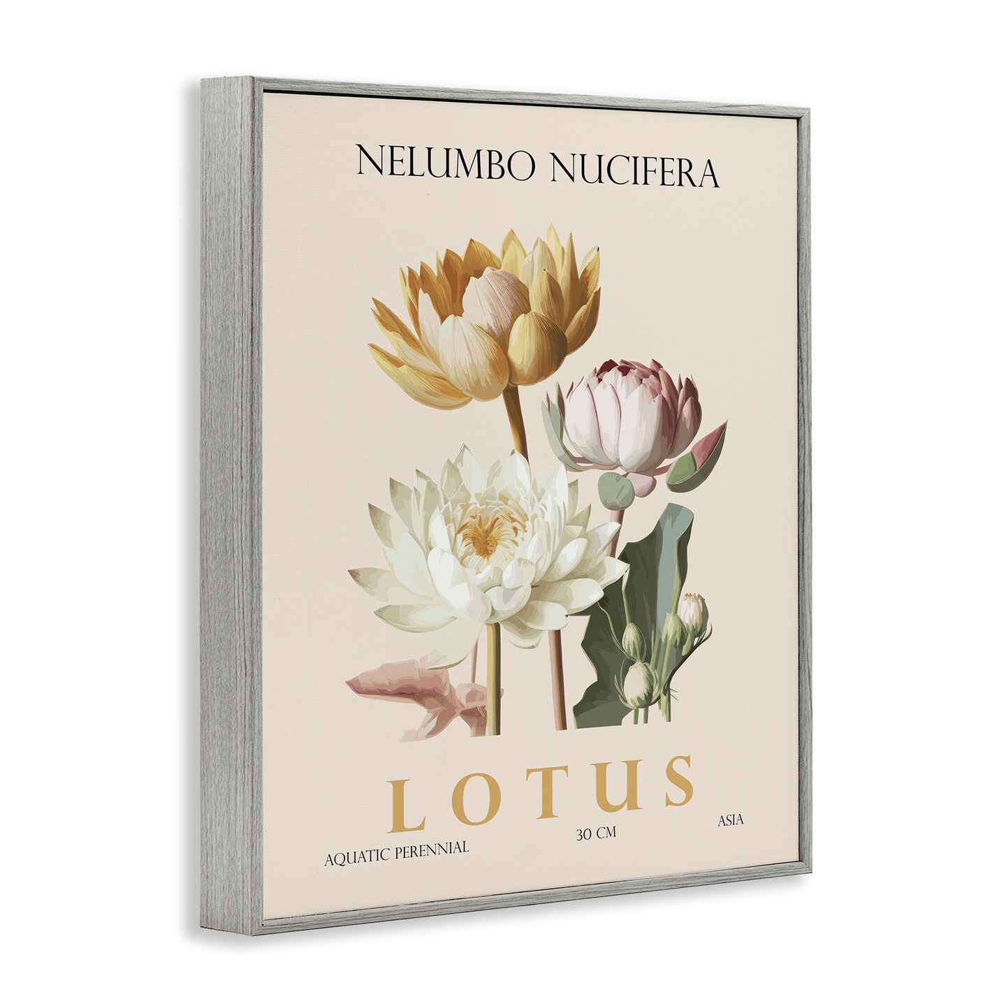 Stupell Industries Natural Lotus Bundle Framed Giclee, design by Christopher Giampietro