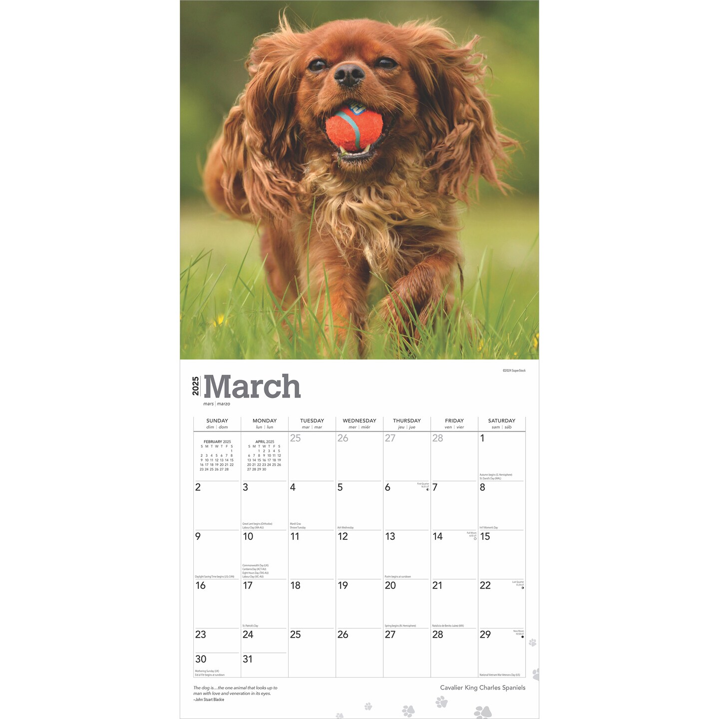 Cavalier King Charles Spaniels | 2025 12 x 24 Inch Monthly Square Wall Calendar | Plastic-Free | BrownTrout | Animals Dog Breeds Puppies