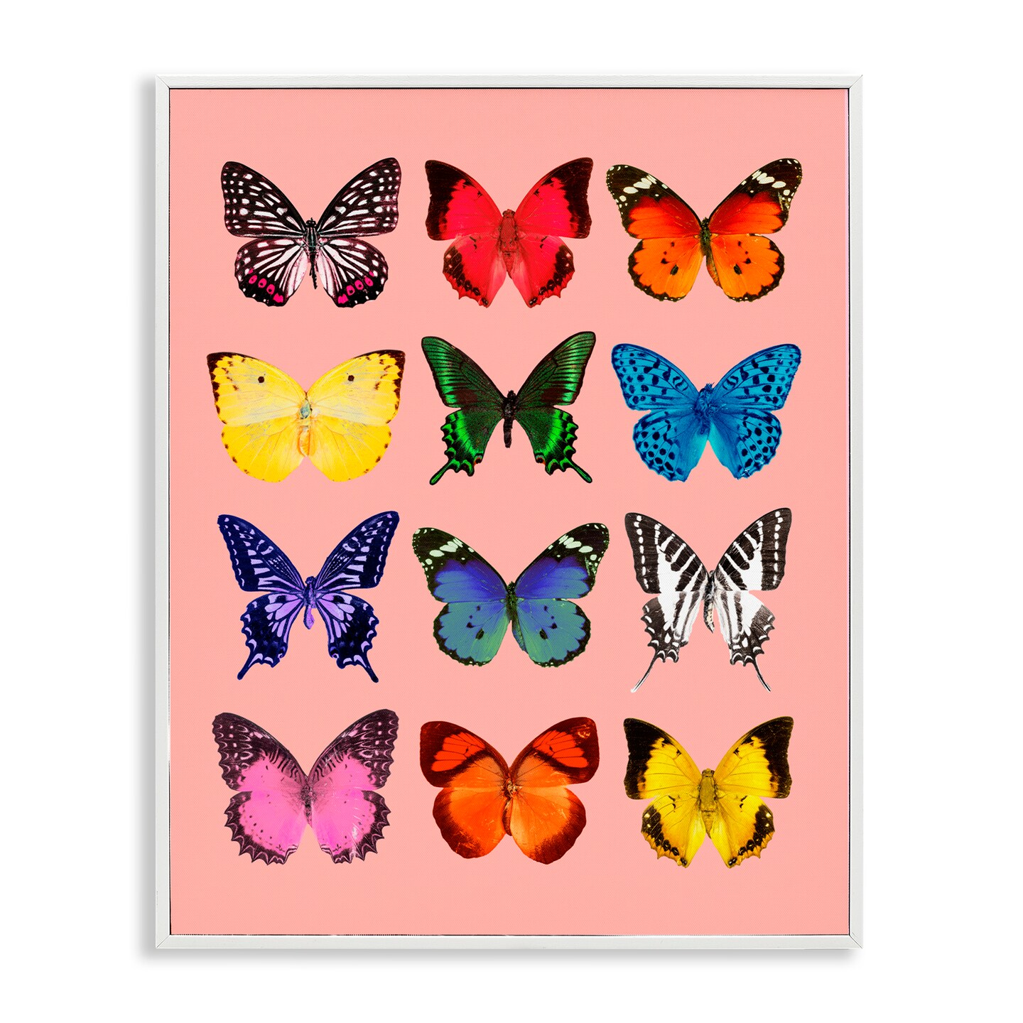 Stupell Industries Butterfly Species on Pink Framed Giclee, design by LISH Creative