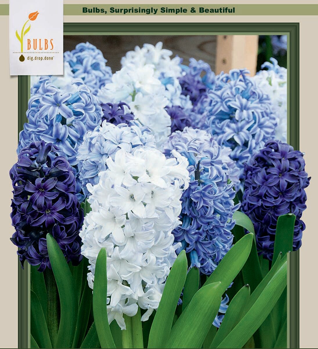 Delft Blue Mix Hyacinth 5 Bulbs -Soft Blue/White- Fragrant - 15/16 cm Bulbs