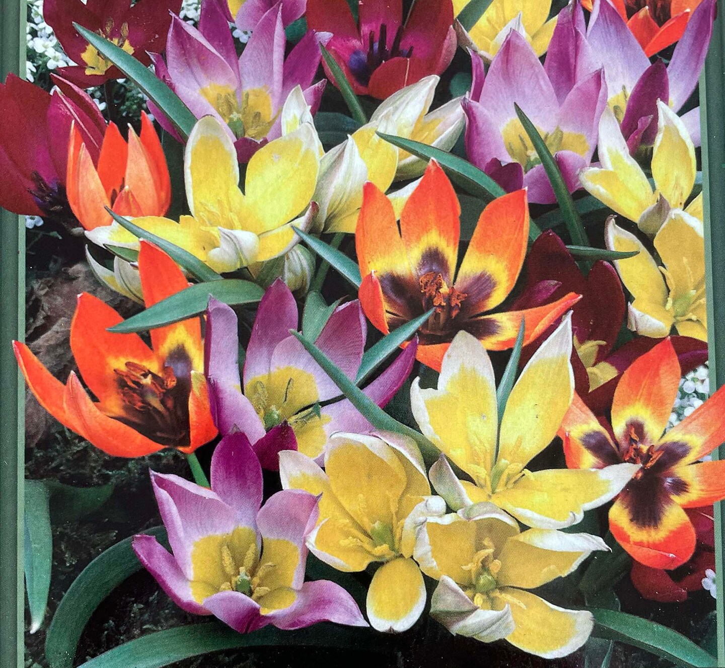 Wildflower Mix Tulip - 15 Bulbs - Very Hardy - 6/+ cm Bulbs