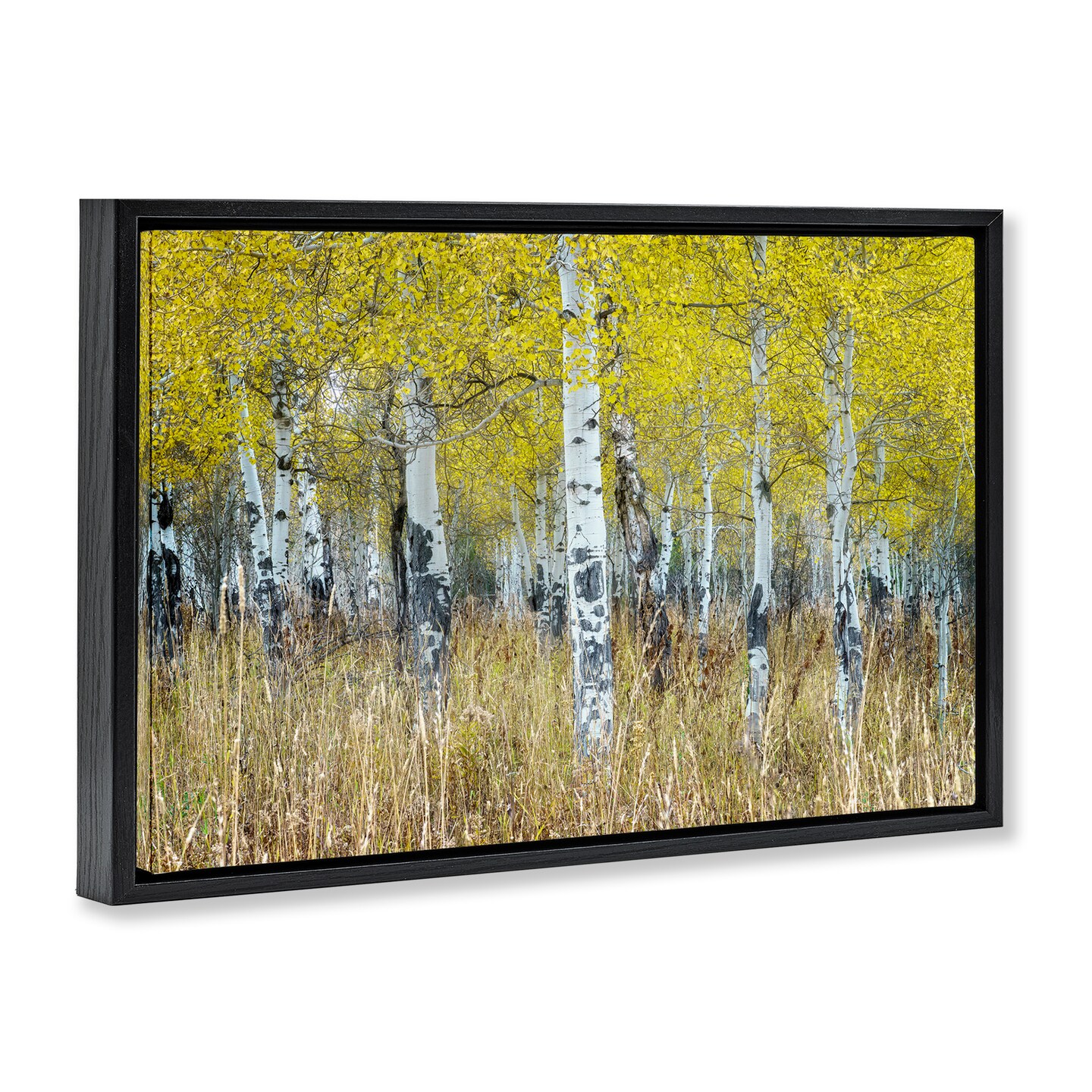 Stupell Industries Dense Birch Trees Framed Floater Canvas Wall Art Design by Rick Berk