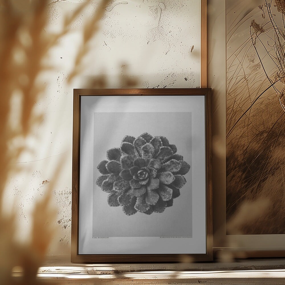 Margined Pyramidal Saxifrage Framed Art Wall Decor
