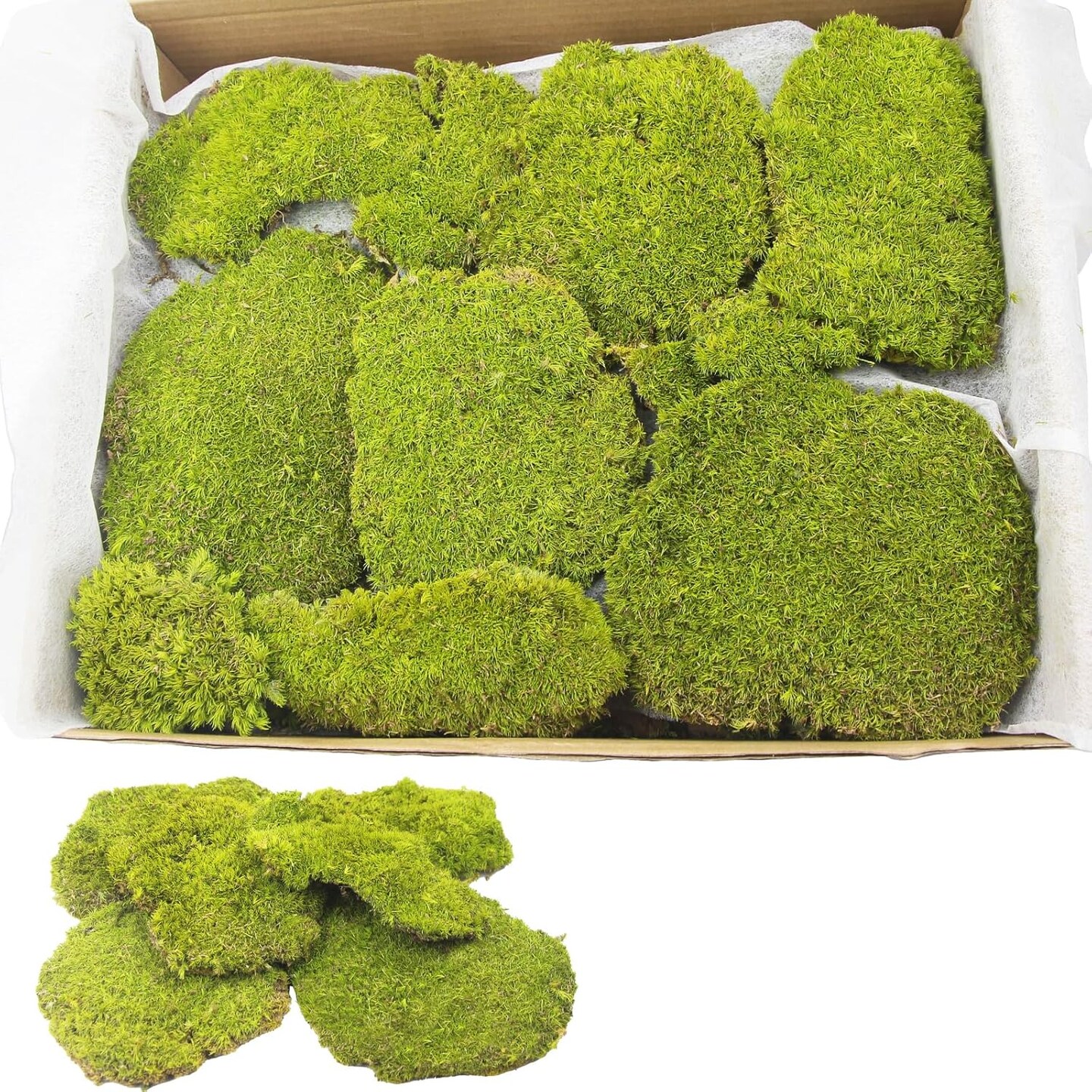 Preserved Pillow Moss Bulk Green Moss Balls for Bowls 2.5 sq.ft Natural Preserved Pole Moss Pillow for Wall Art Terrariums Crafts Fairy Gardens Pot Plants Easter Table Decor Yellow Green