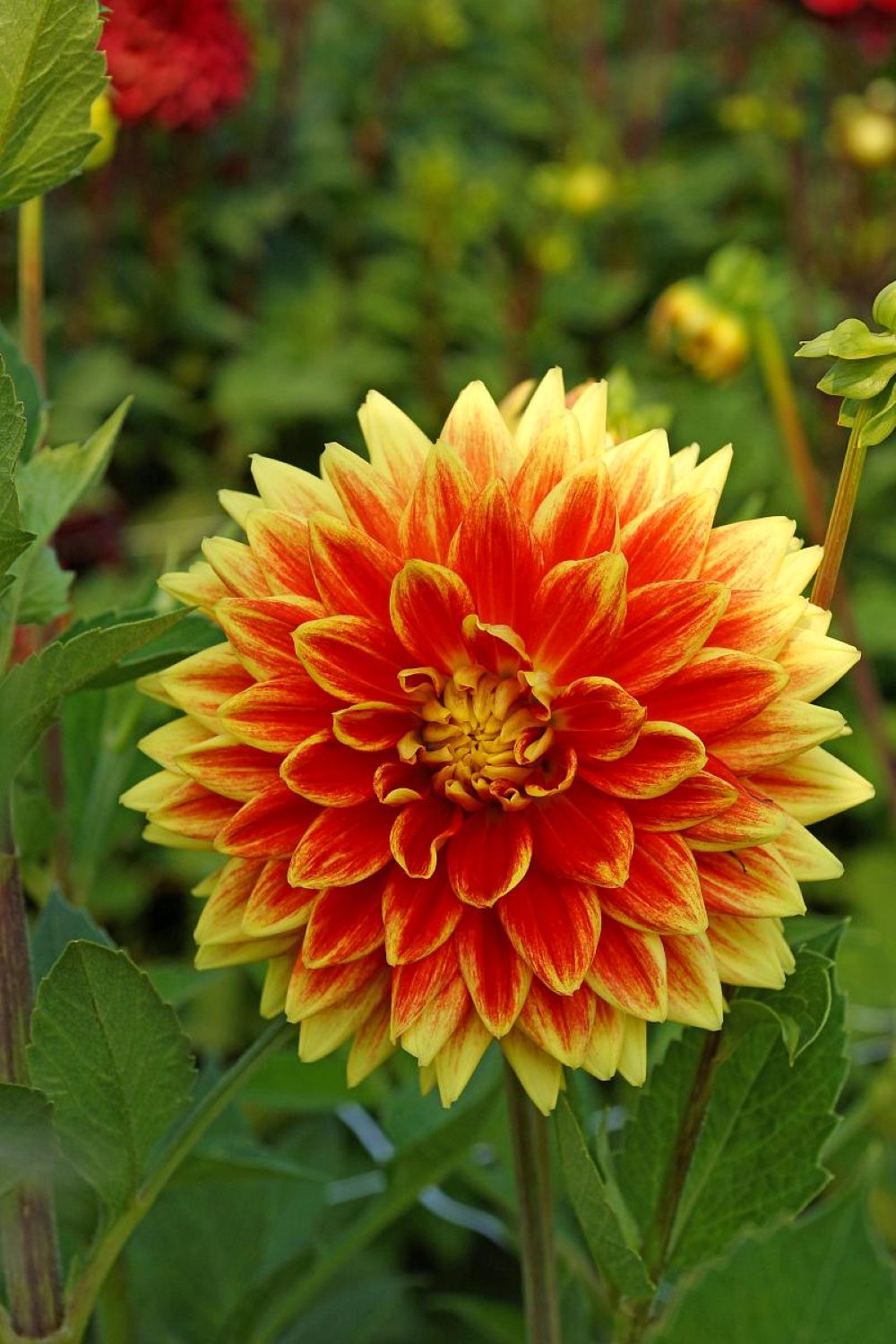Sun Explosion Dahlia - Dinnerplate Flower - Thumbnail 2