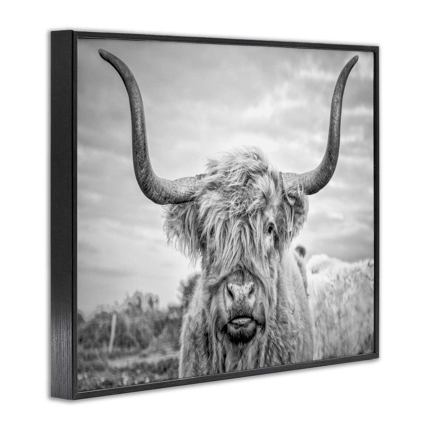 Stupell Industries Grey Highland Cow Photograph Framed Giclee Art