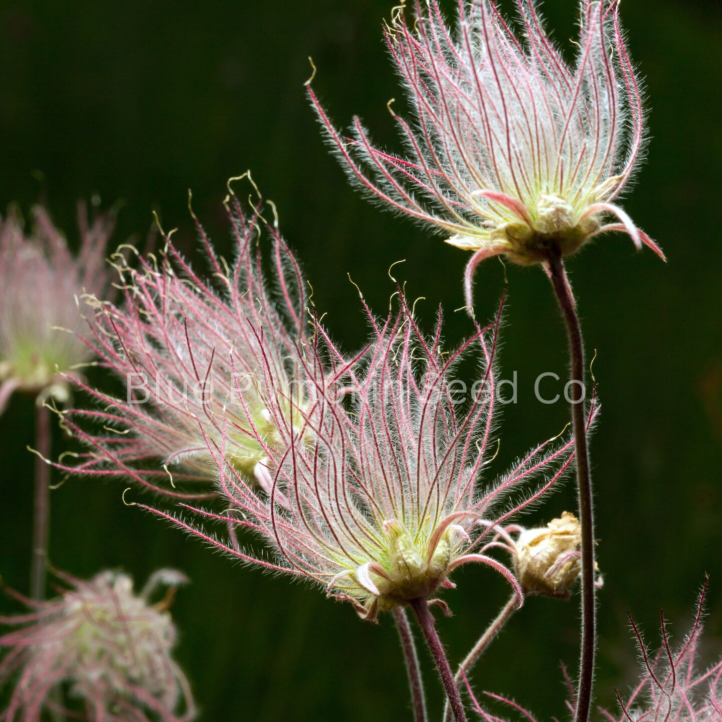 Prairie Smoke Flower Seeds | Enchanting Wildflower, Unique Smoky