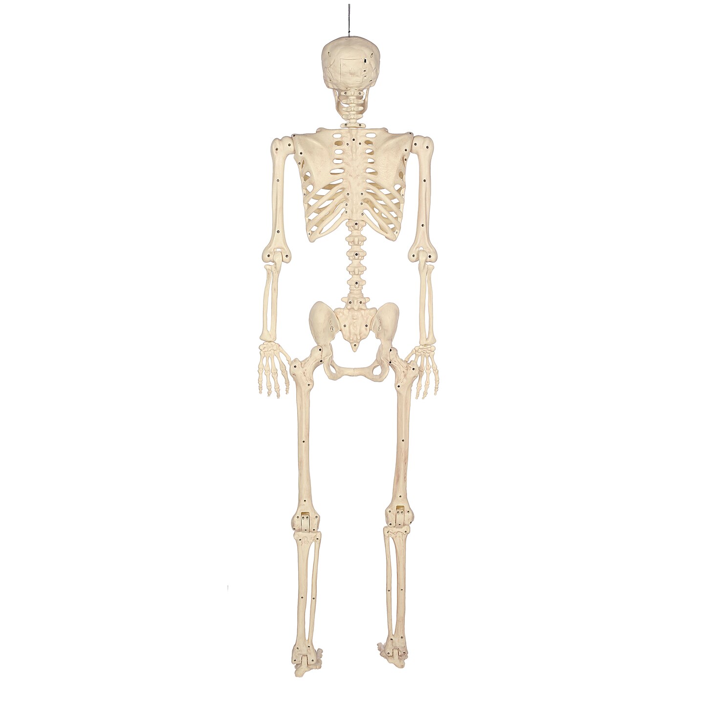 BOO BOX 5' Animated Full Size Skeleton, Halloween Decorations for Outside, Porch or Yard with Light-up Eyes and Speaker