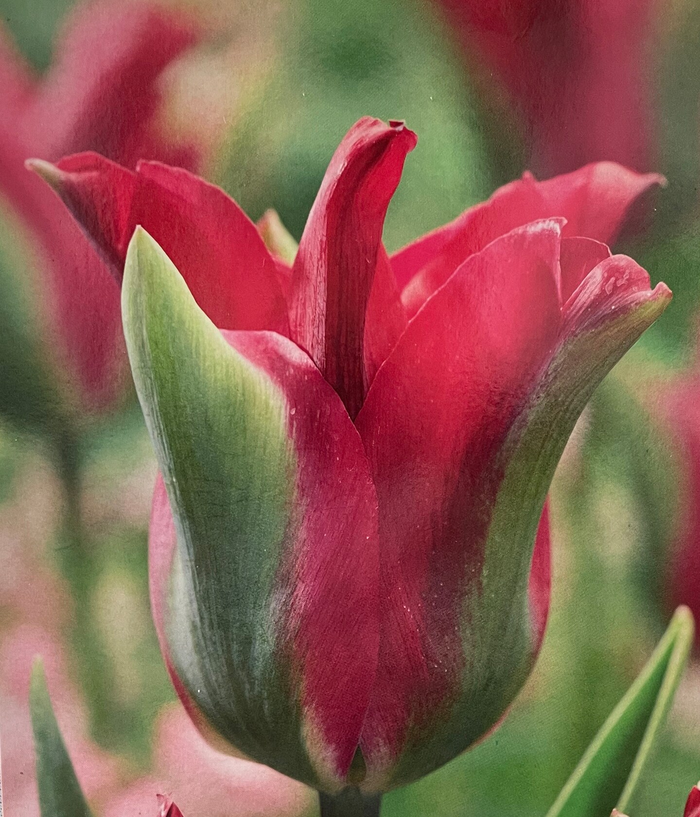 Green Love Viridiflora Tulip 8 Bulbs - 12/+cm Bulbs - New