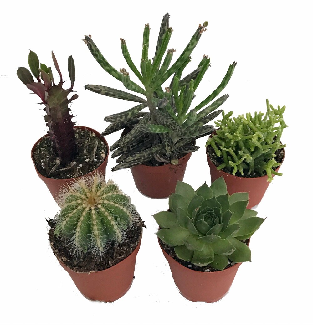 Instant Cactus/Succulent Collection - 5 Plants -Terrarium/Fairy Garden- 2" pots