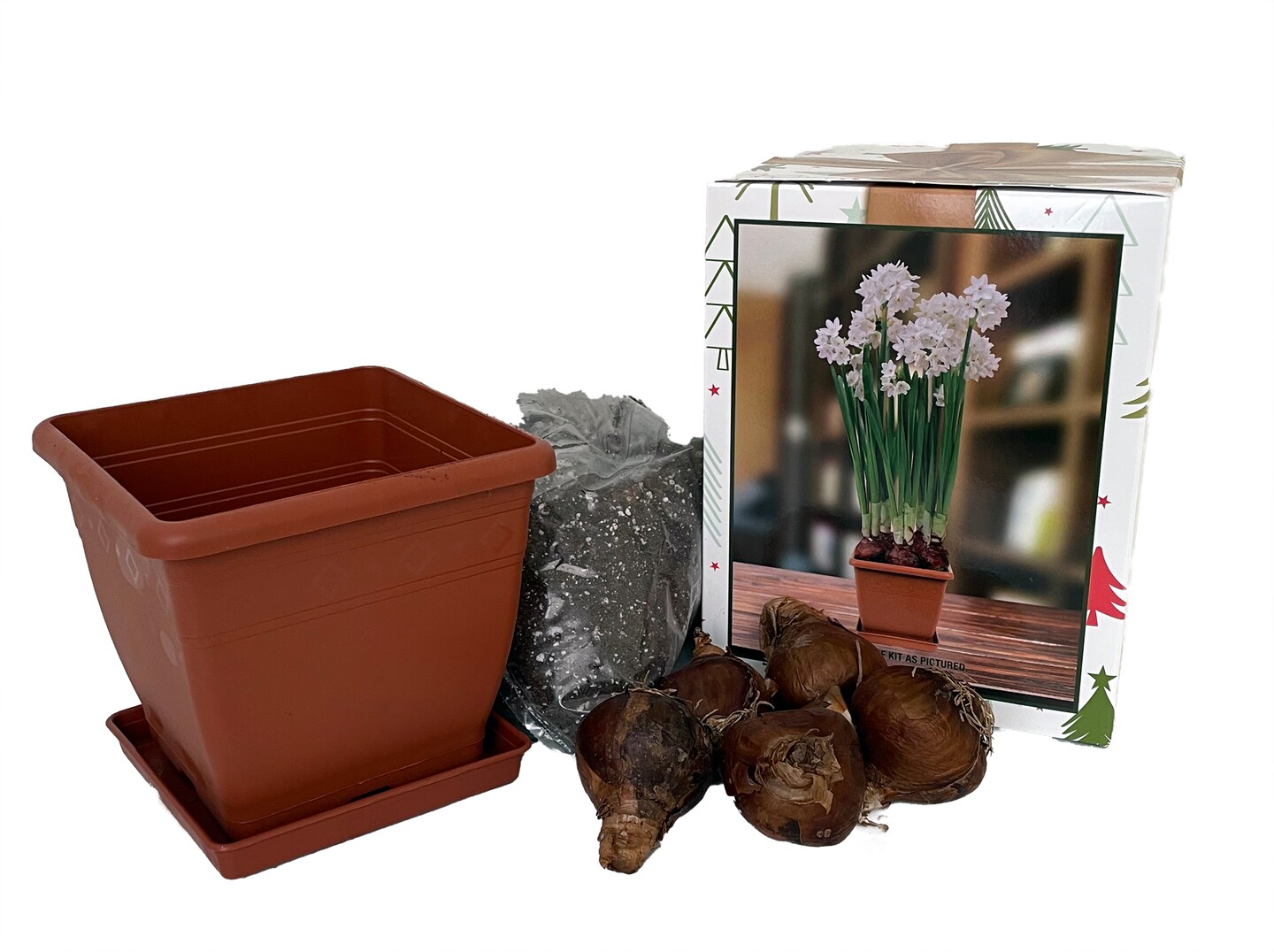 Ziva Paperwhite Narcissus Kit - 5 Bulbs - Pot, Planting Medium &#x26; Bulbs