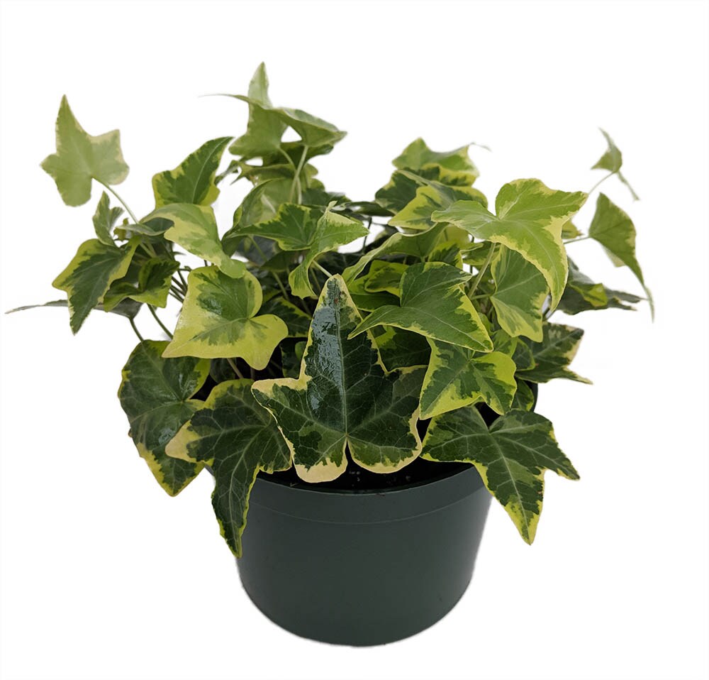 Gold Child English Ivy - Hardy Groundcover/House Plant - Sun or Shade - 5&#x22; Pot