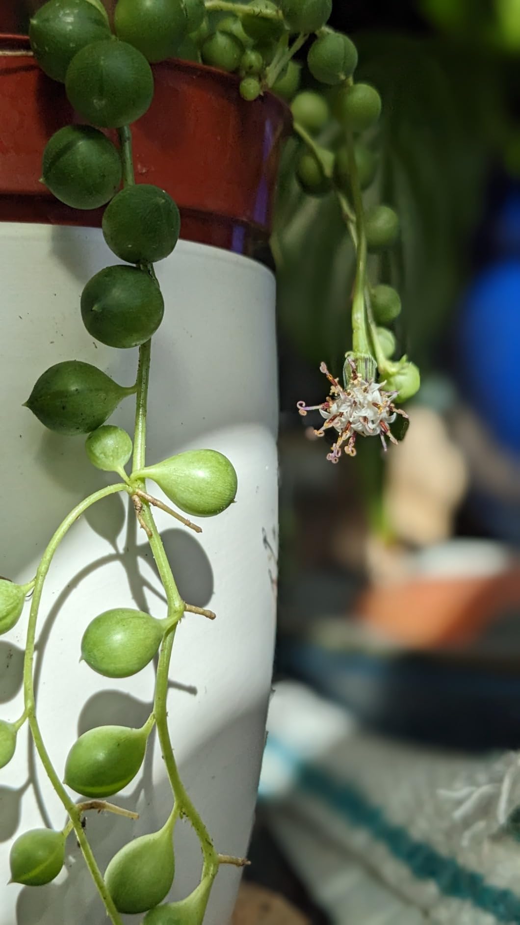 String of Pearls Live Succulent Plants Fully Rooted Rare House Plant for Home Office Decoration, DIY Projects, Party Favor Gift