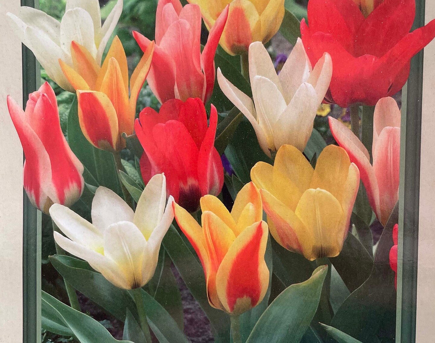 Valentine Mix Fosteriana Tulips - 10 Bulbs - 12/+cm Bulbs