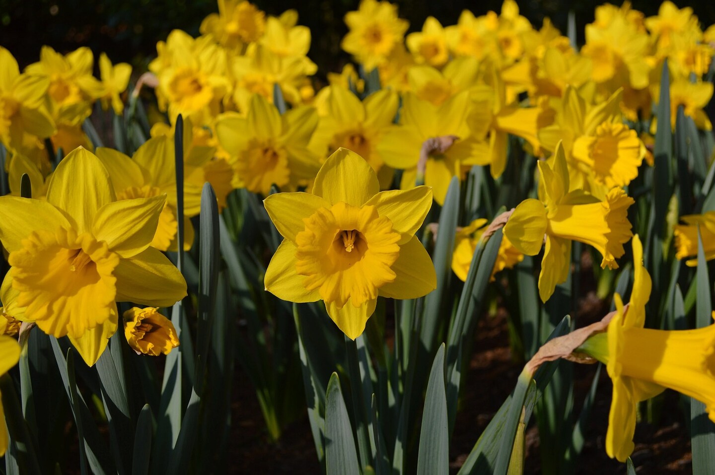 Marieke Trumpet Daffodil/Narcissus 6 Bulbs-14/16cm Bulbs