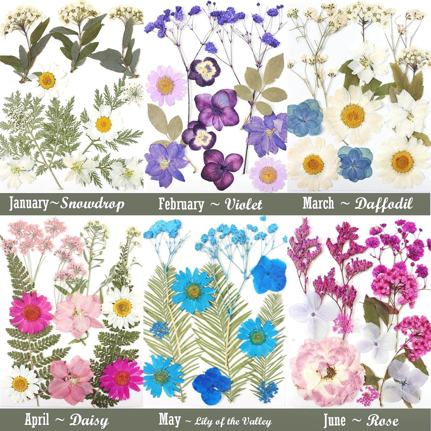 12 Packs Real Dried Flowers for Crafts