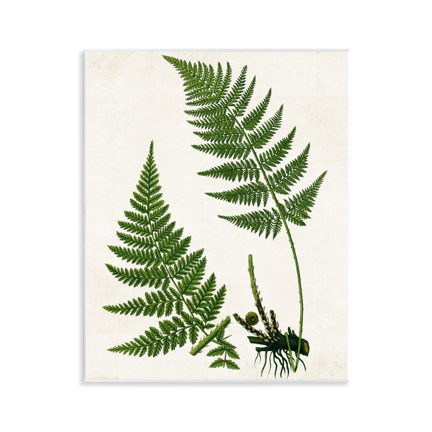 Stupell Industries Two Ferns Nature Study Wall Plaque Art Design by Susan Arnot
