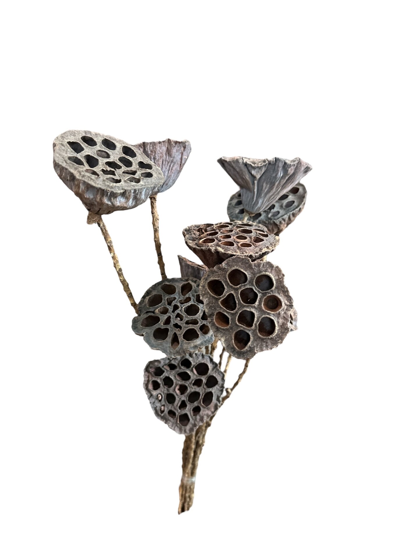 Natural Dried Lotus Pod Stems | 23.5&#x22; Craft Supply Bundle for Rustic Floral Arrangements-TT3068