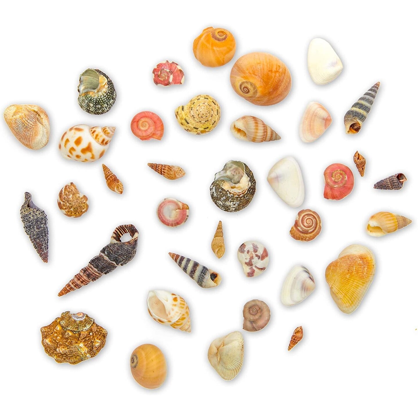 Tiny Sea Shells Mixed Ocean Beach Spiral Seashells Craft Charms for Home Decorations, Beach Theme Party, Candle Making, Wedding Decor, DIY Crafts, Fish Tank and Vase Filler(1-2.5cm),680-700pcs