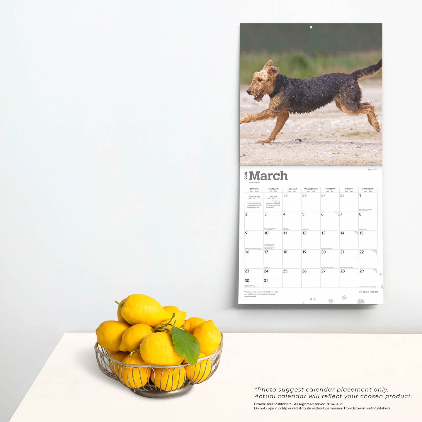 Airedale Terriers | 2025 12 x 24 Inch Monthly Square Wall Calendar | Plastic-Free | BrownTrout | Animal Dog Breeds