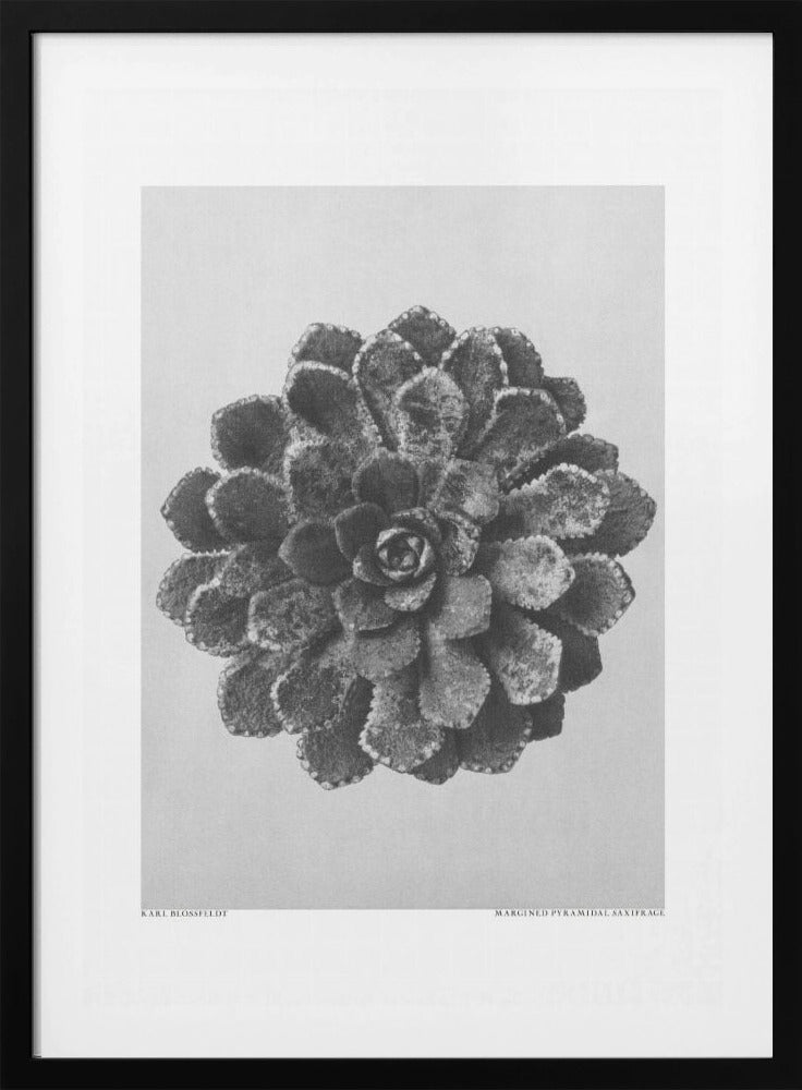 Margined Pyramidal Saxifrage Framed Art Wall Decor