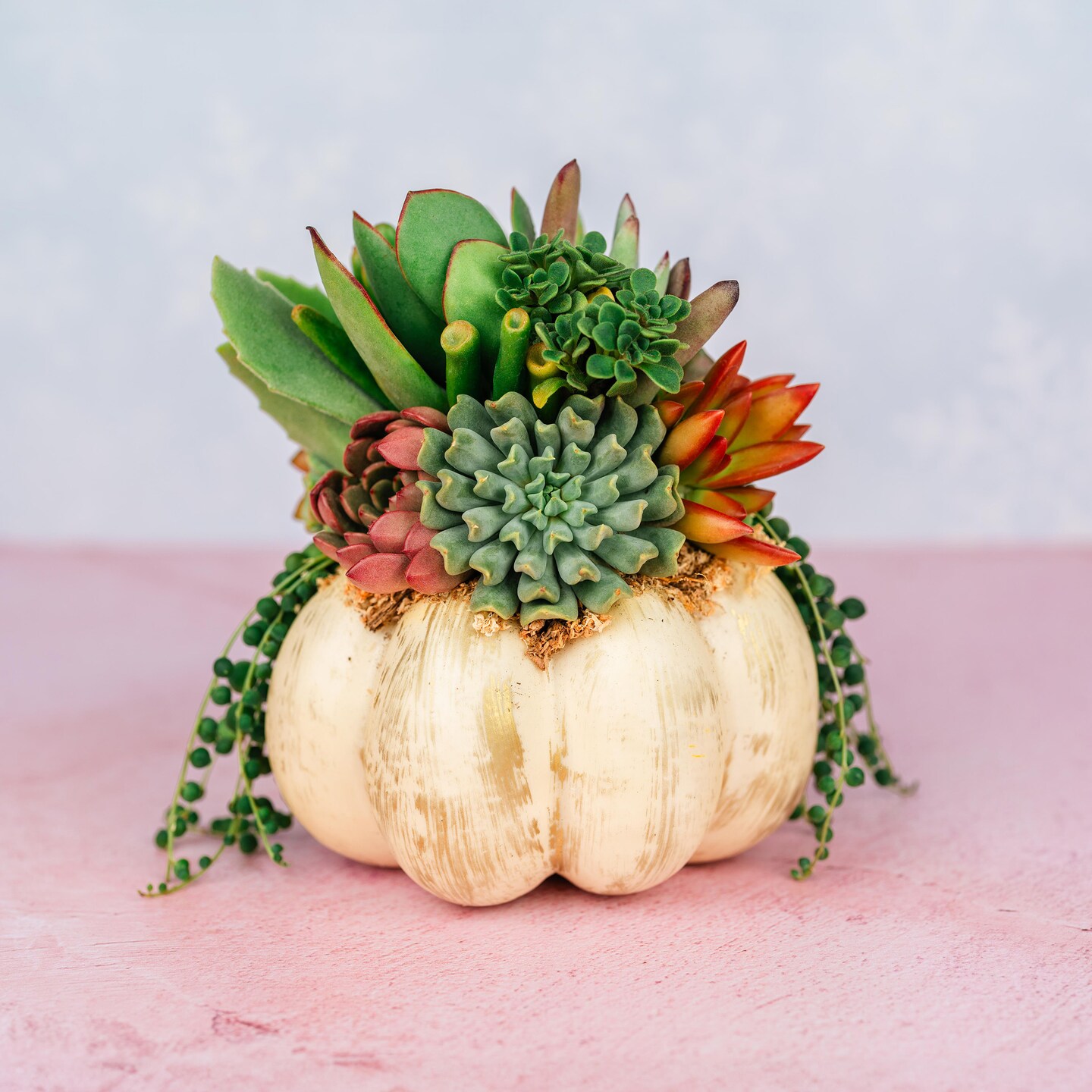 A set of 2 real succulent pumpkins/ living succulent/ best real pumpkins