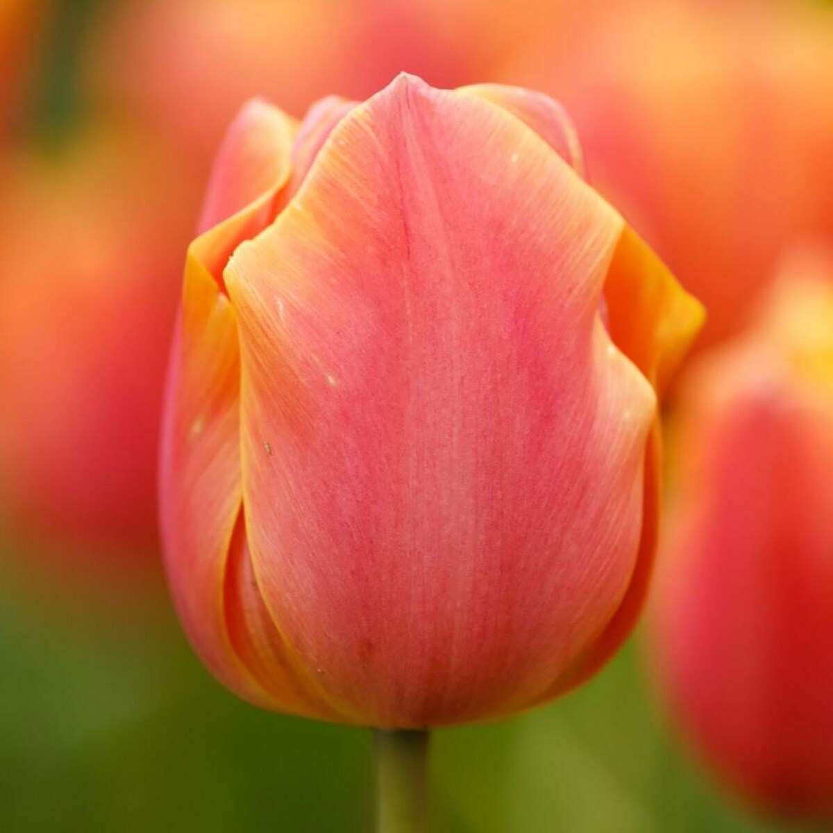 Salmon Jimmy Triumph Tulip 8 Bulbs - NEW - 12/+ cm Bulbs