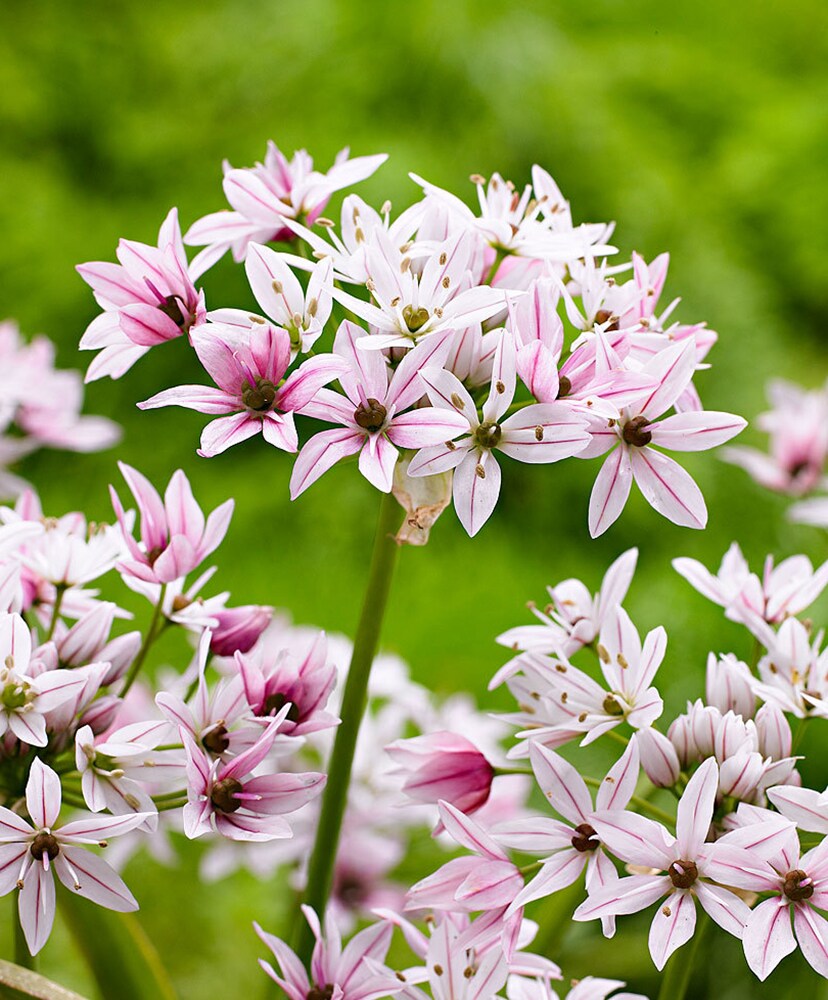 Cameleon Flowering Onion Allium 20 Bulbs - 4/+ cm - New