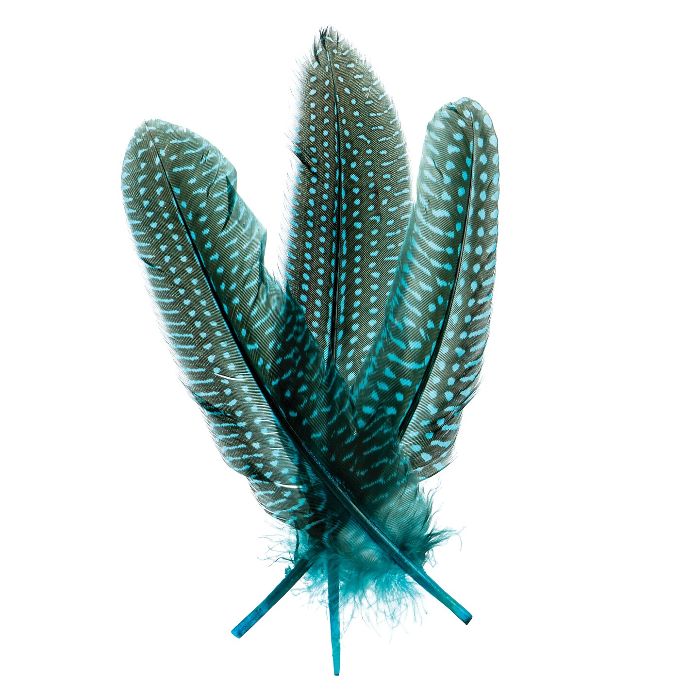John Bead Guinea Fowl Quill Feathers - Pkg of 30, Turquoise