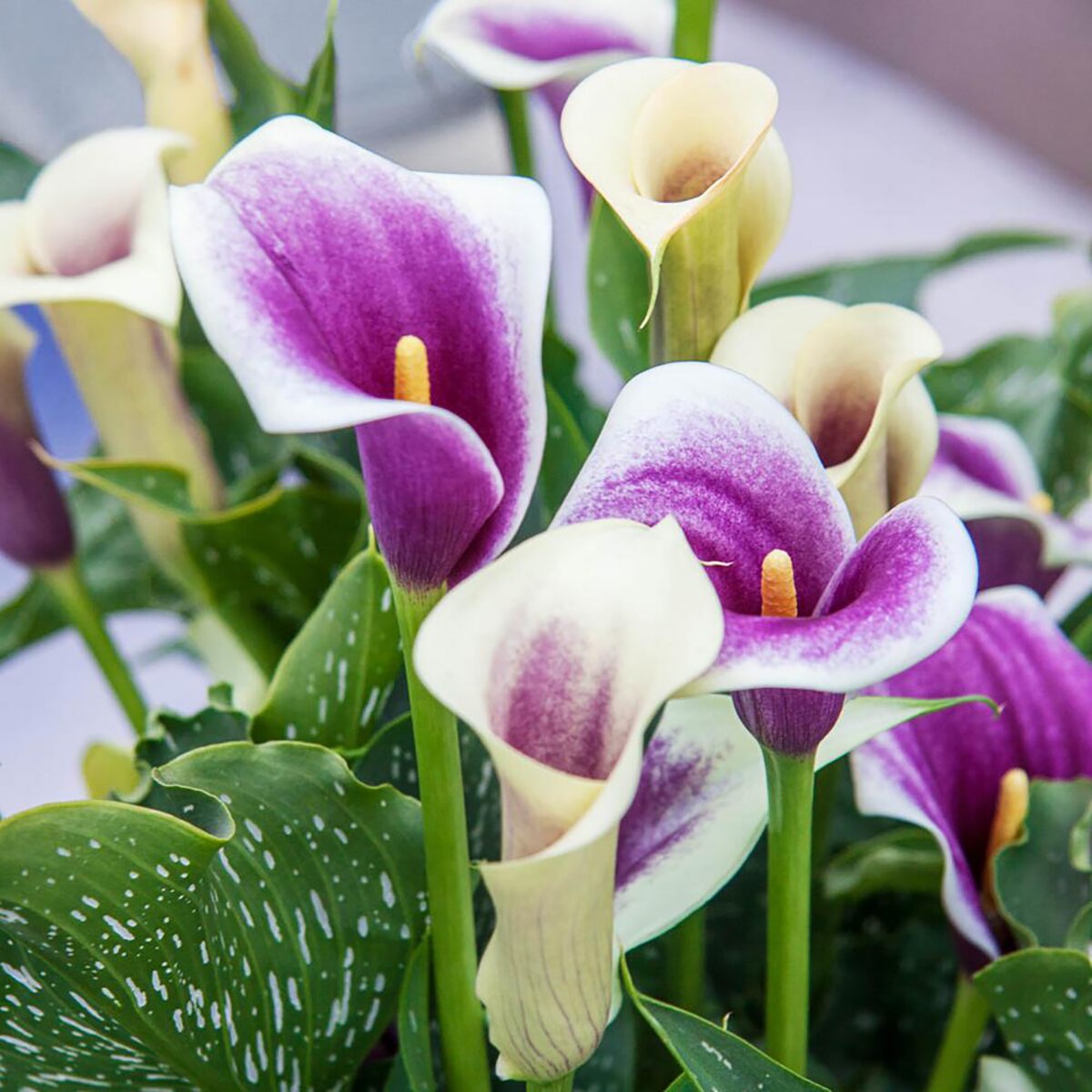 Da Vinci Calla Lily Bulb - 14/16 cm Bulb - Ivory and Purple Blooms