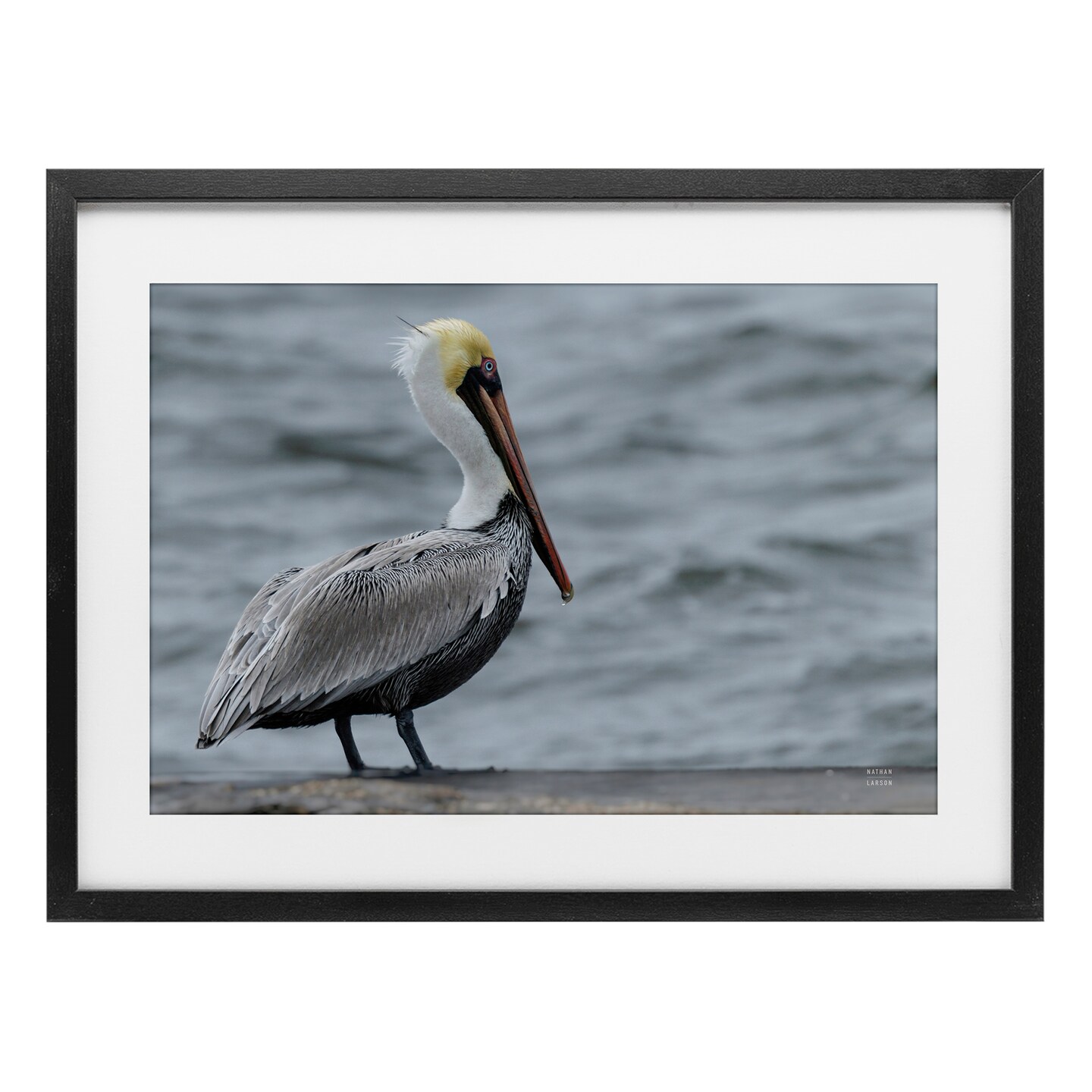 Stupell Industries Pelican Watch Photography Framed Print Under Glass, design by Nathan Larson