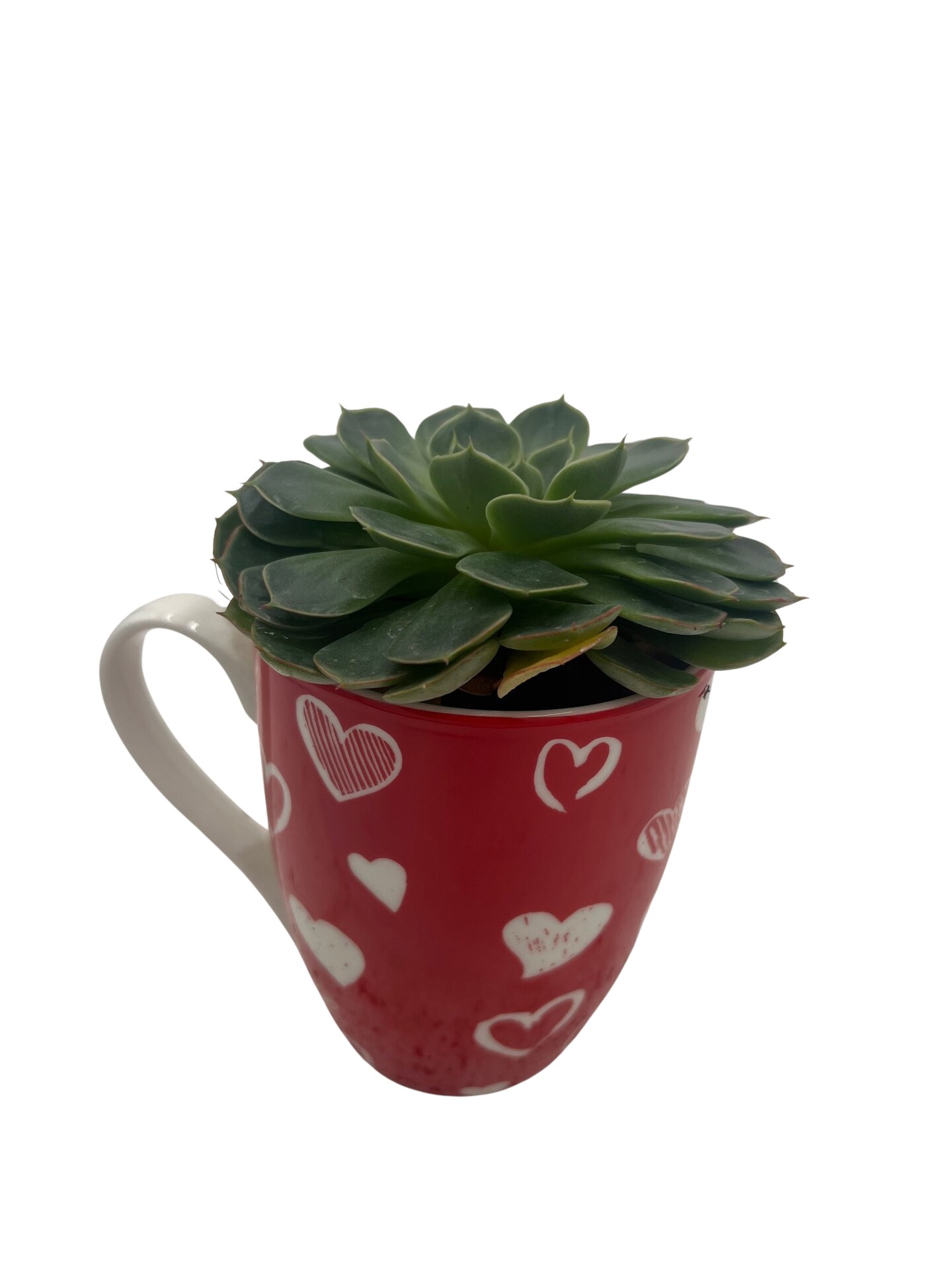 Surprise Valentine's Mug with 2" Surprise Succulent - 4" x 3.5"