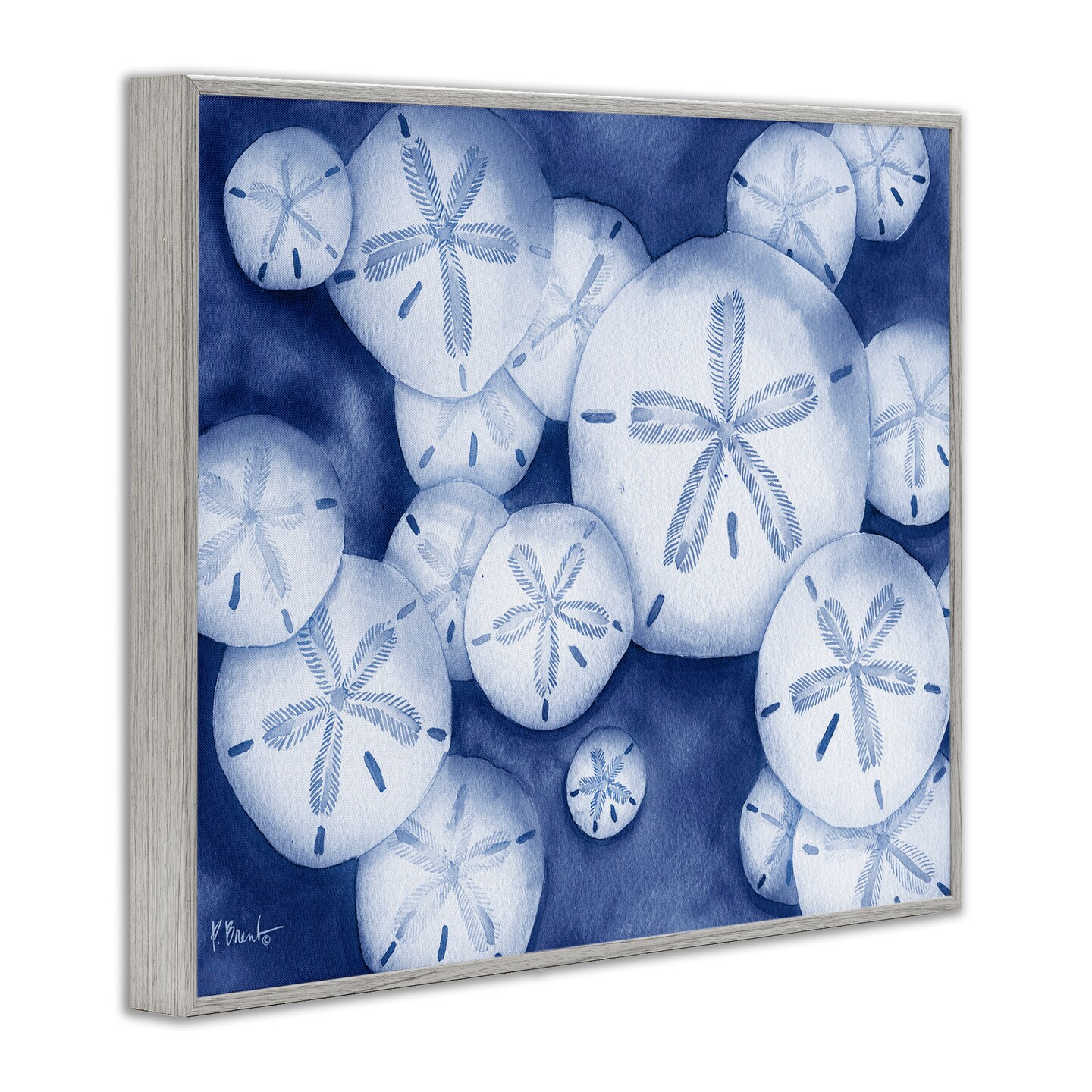 Stupell Industries Watercolor Style Sand Dollars Framed Giclee Design by Paul Brent